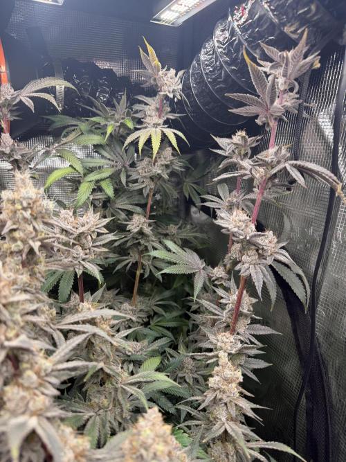 Black diamond ( Zamnesia ). Week 19