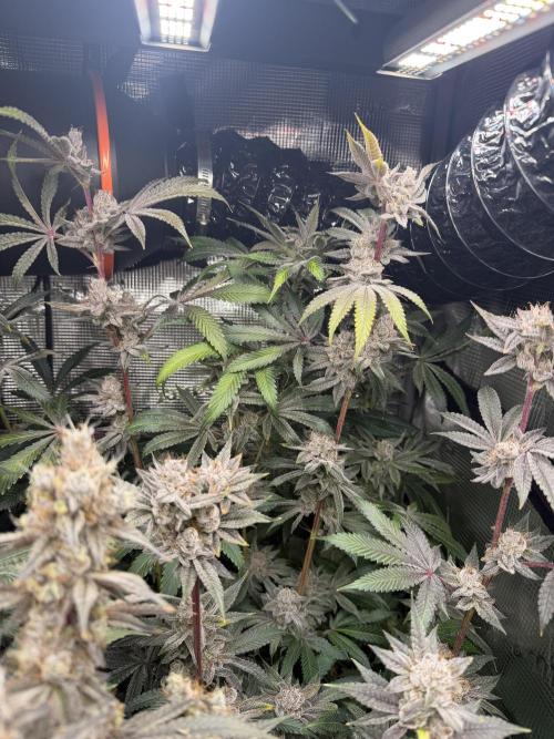 Black diamond ( Zamnesia ). Week 19