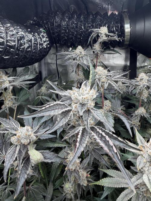 LSD 3x3. Week 19