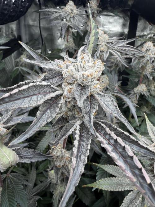 LSD 3x3. Week 19