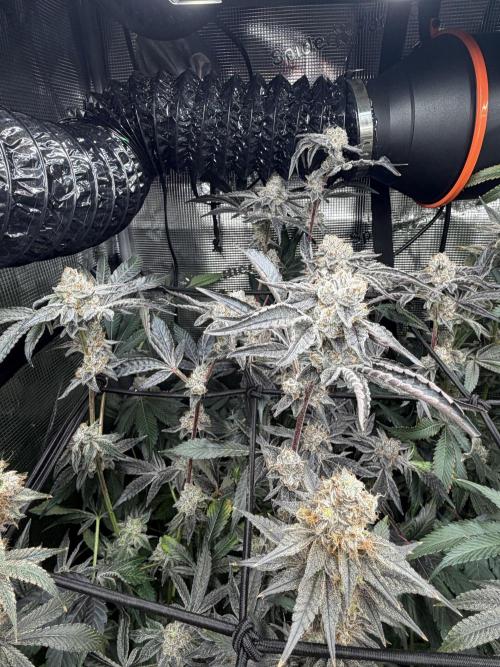 LSD 3x3. Week 20