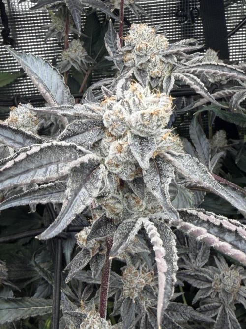 LSD 3x3. Week 20
