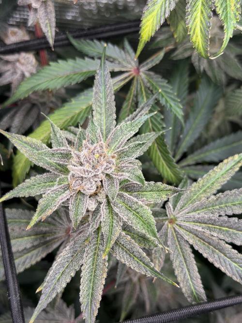 Black diamond ( Zamnesia ). Week 20