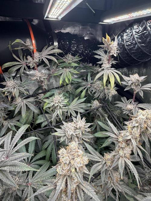 Black diamond ( Zamnesia ). Week 20