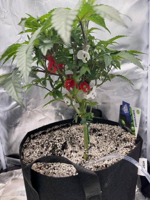 Alien OG. Week 7