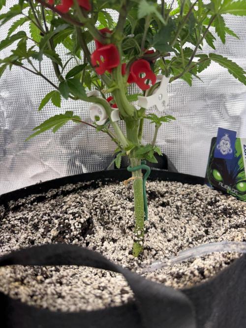 Alien OG. Week 7