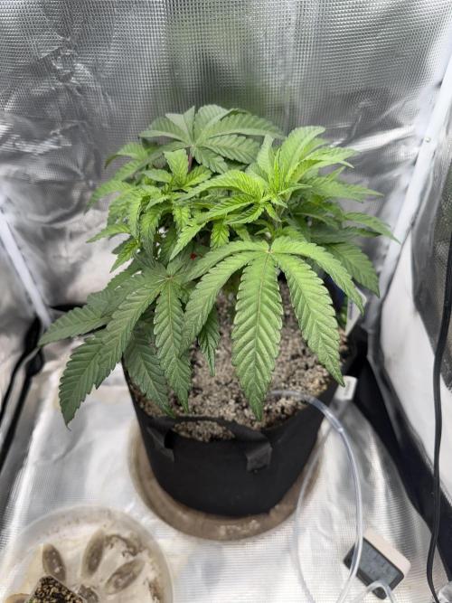 Alien OG. Week 7