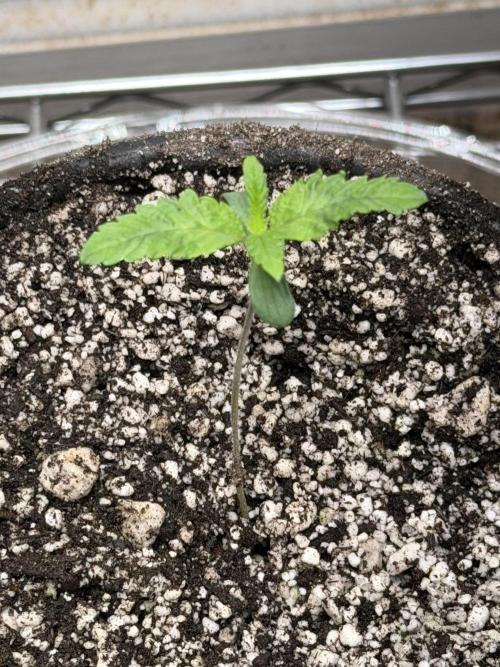 Gary sherbet. Week 2