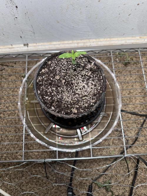 Gary Sherbet. Week 2