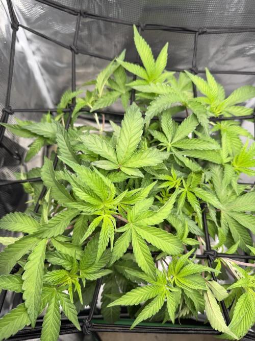 Alien OG. Week 8