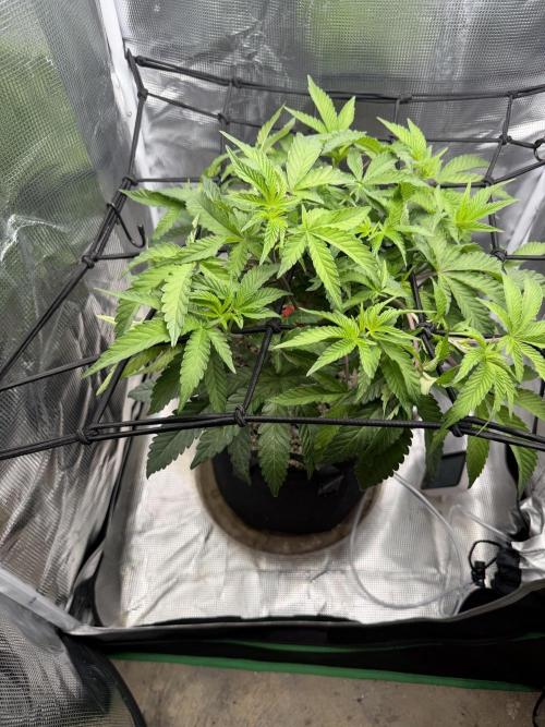 Alien OG. Week 8
