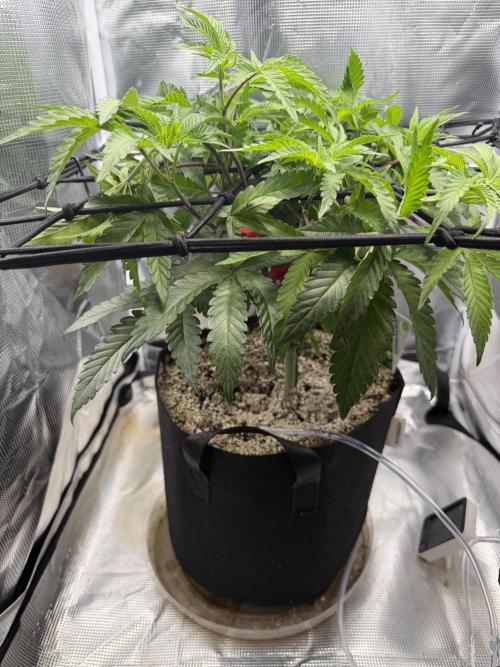 Alien OG. Week 8