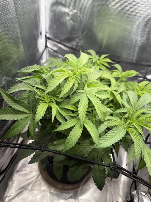 Alien OG. Week 8
