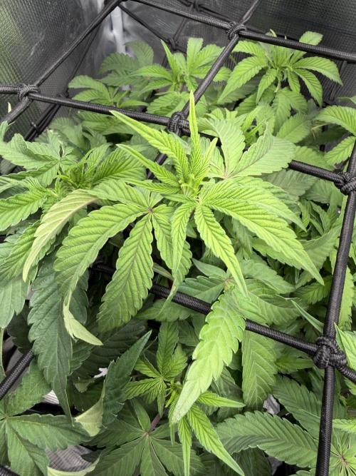 Alien OG. Week 9