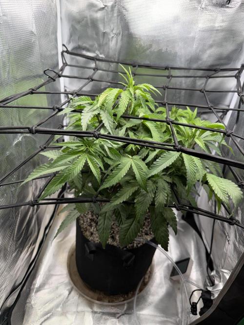 Alien OG. Week 9