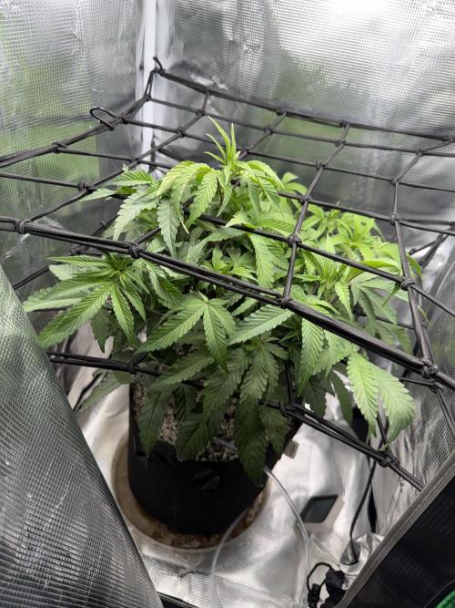 Alien OG. Week 9