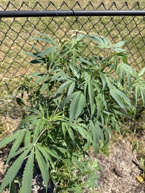 Critical Mass Outdoors. Week 17