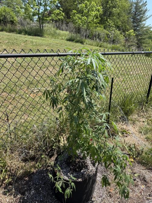 Critical Mass Outdoors. Week 17