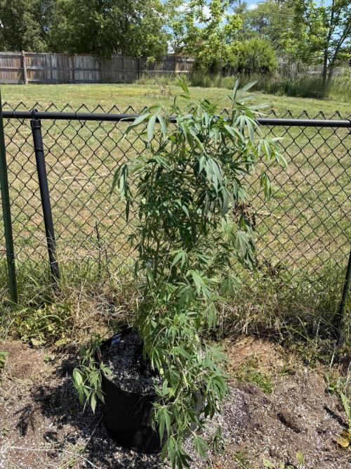 Critical Mass. Week 17