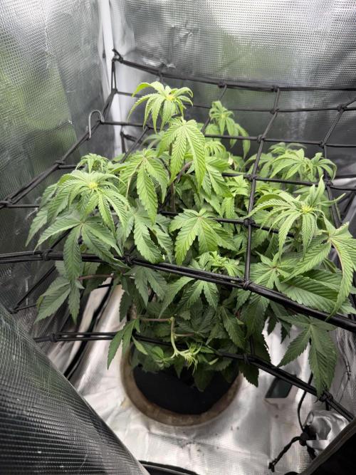 Alien OG. Week 10