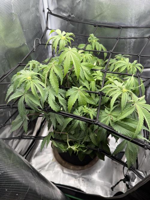 Alien OG. Week 10