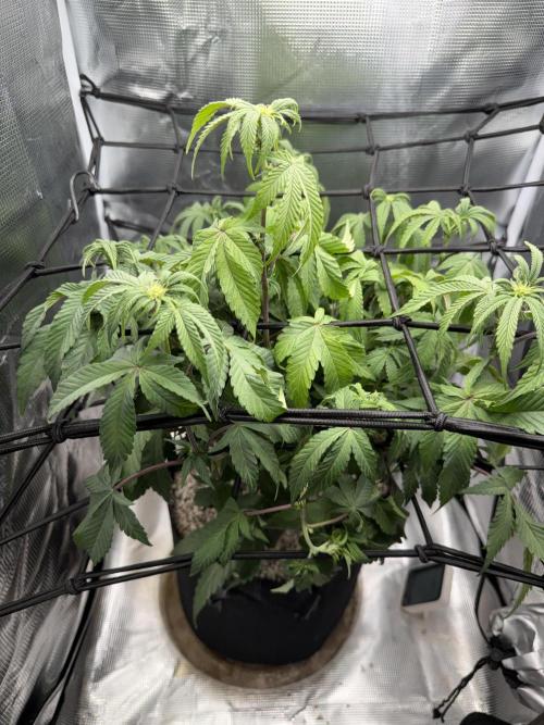Alien OG. Week 10