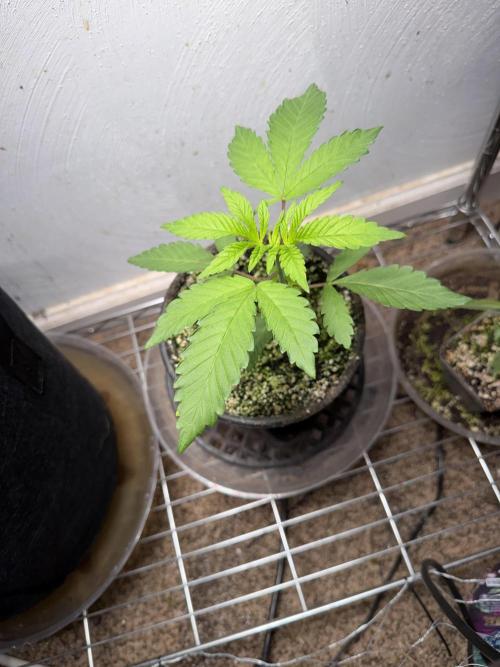 Gary sherbet. Week 4