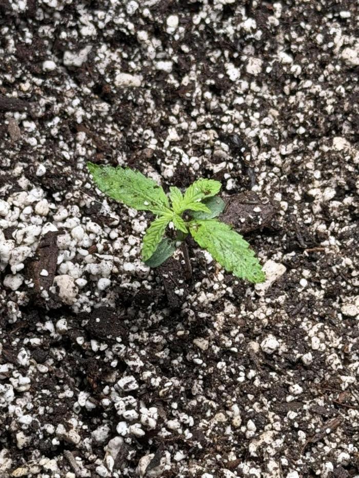 Purple lemonade RF3. Week 2