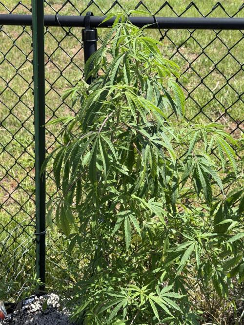 Critical Mass Outdoors. Week 18