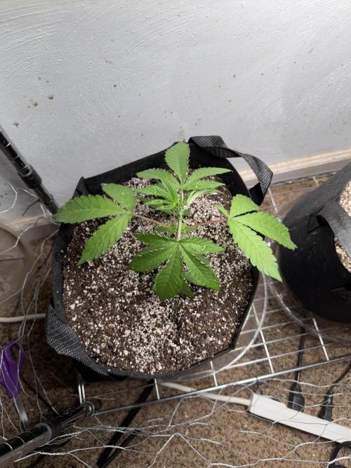 Gary sherbet. Week 4
