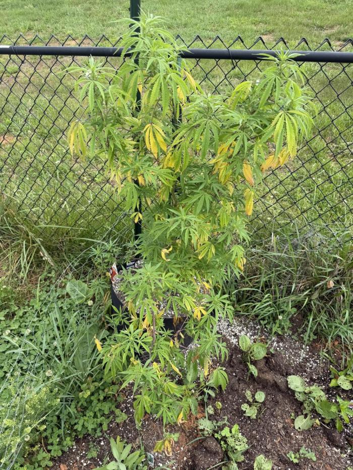 Critical Mass Outdoors. Week 19