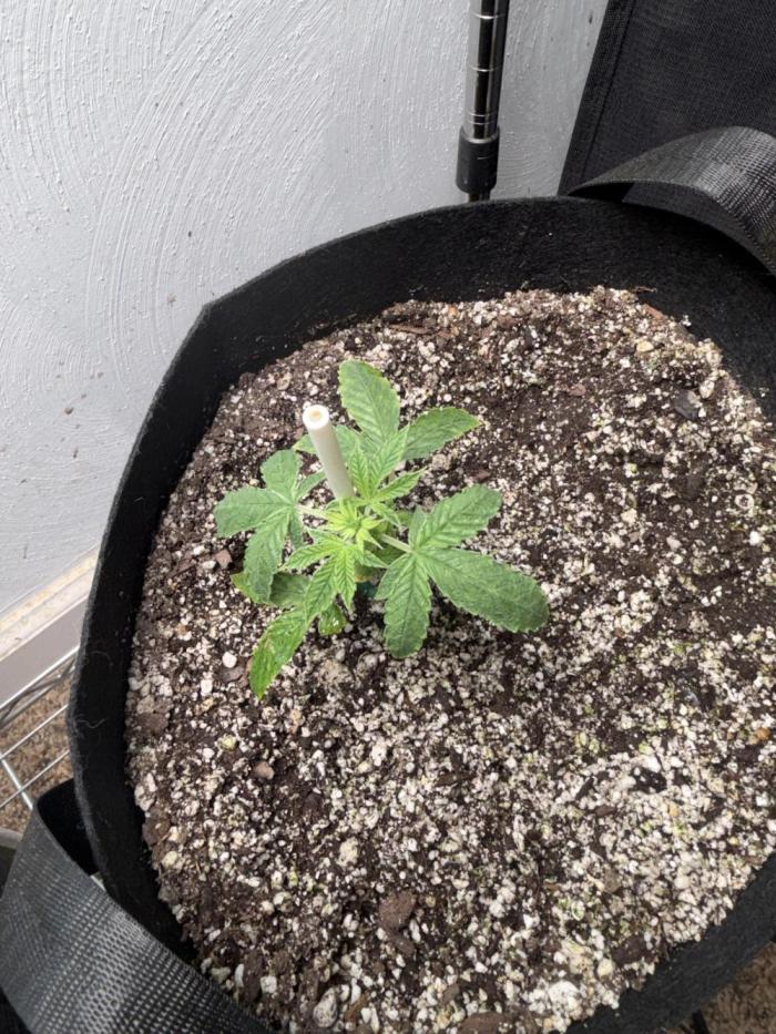 Purple lemonade RF3. Week 3