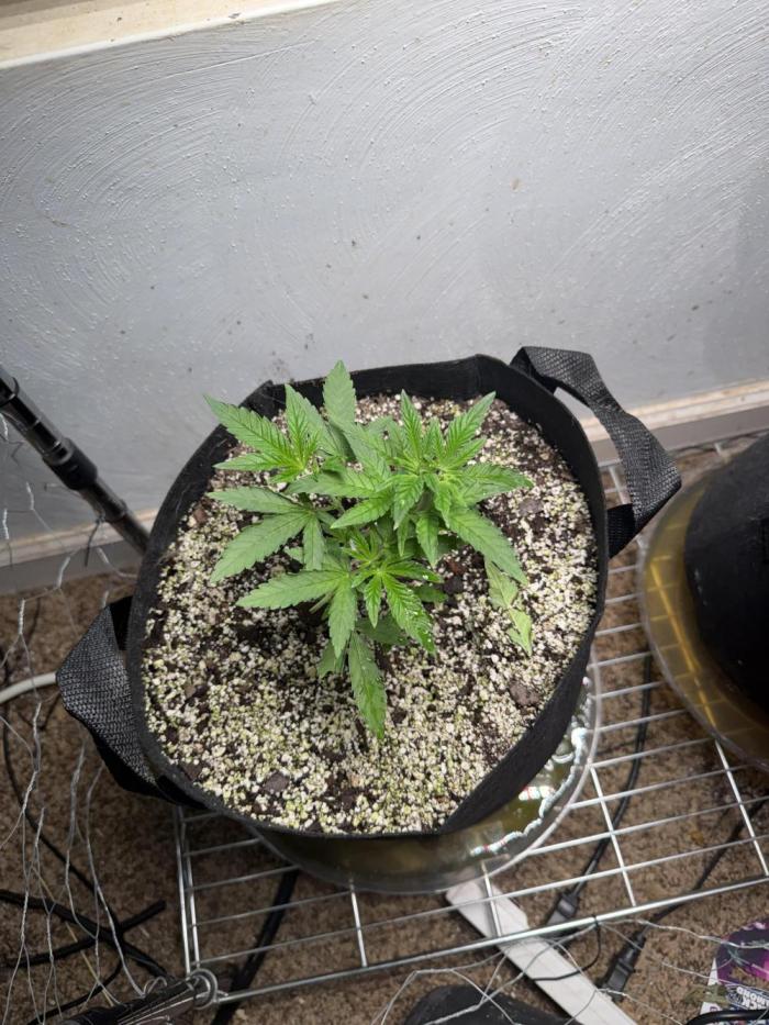 Gary sherbet. Week 5
