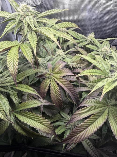 Alien OG. Week 11