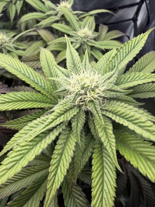 Alien OG. Week 11