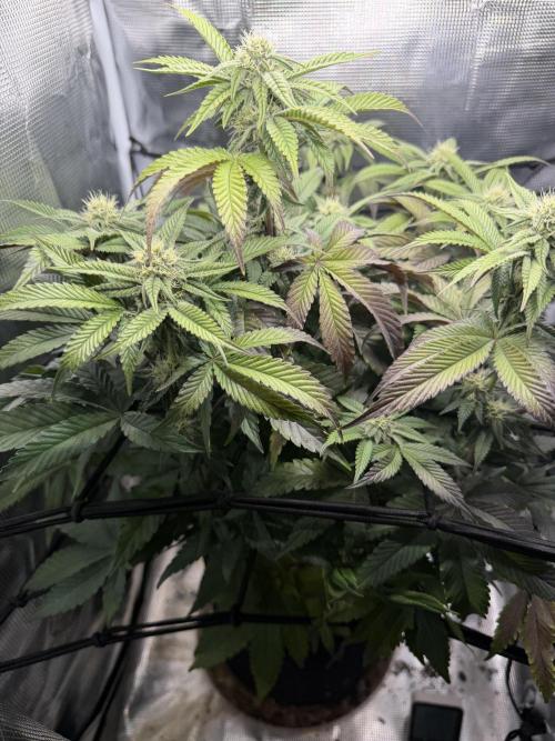 Alien OG. Week 11