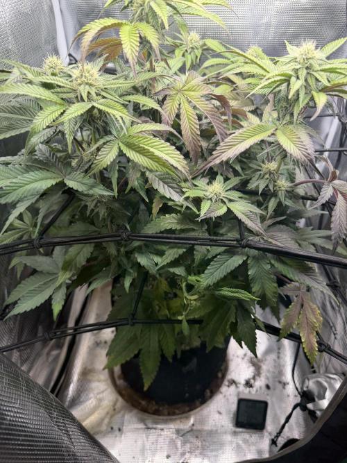 Alien OG. Week 11