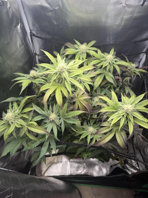 Alien OG. Week 11