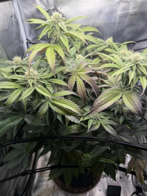 Alien OG. Week 11
