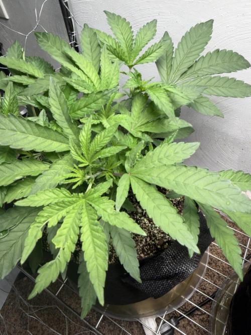 Gary sherbet. Week 6