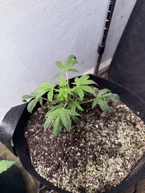 Purple lemonade RF3. Week 4