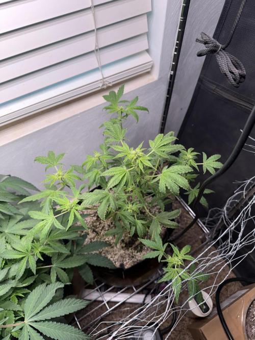 Purple Lemonade Auto RF3. Week 5