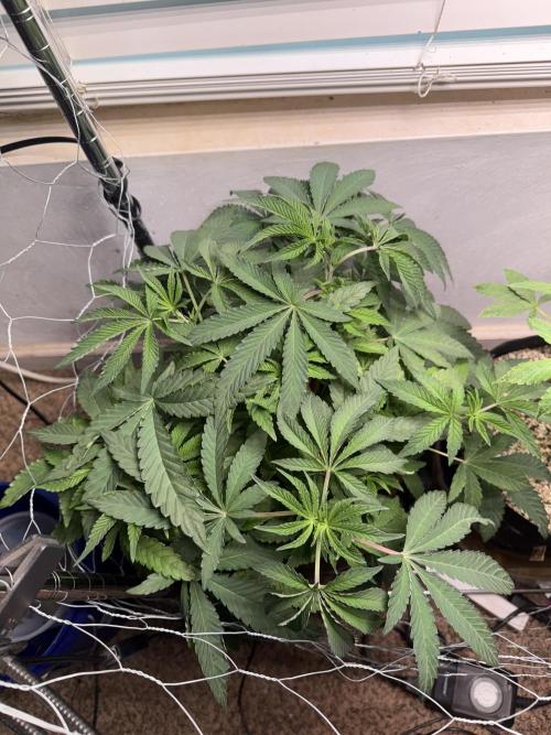 Gary Sherbet. Week 7