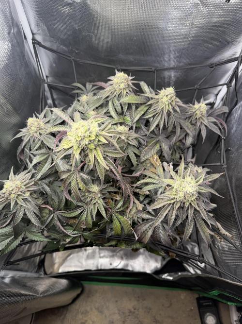 Alien OG. Week 12