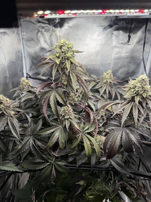 Alien OG. Week 12