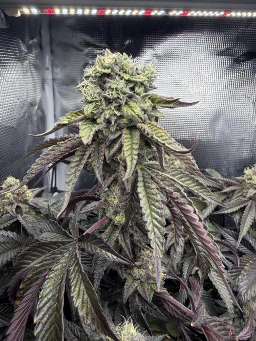Alien OG. Week 12