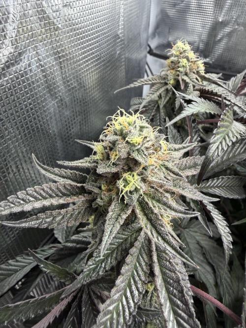 Alien OG. Week 12