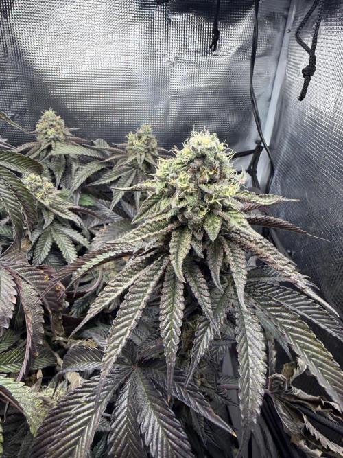 Alien OG. Week 12