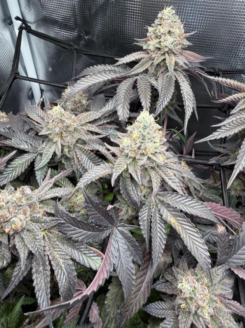 Alien OG. Week 13