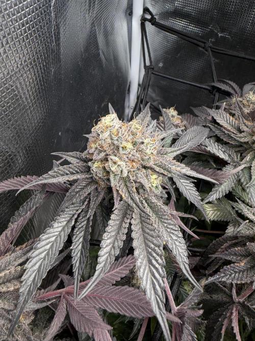 Alien OG. Week 13